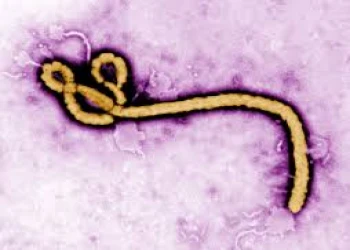 15 Bệnh nhân đã tiếp xúc với Ebola quay trở lại Mỹ