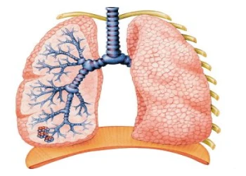 Nguyên tắc điều trị bệnh lao