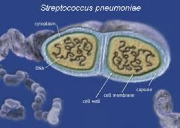 Tìm hiểu về phế cầu khuẩn và vaccin phòng ngừa chúng